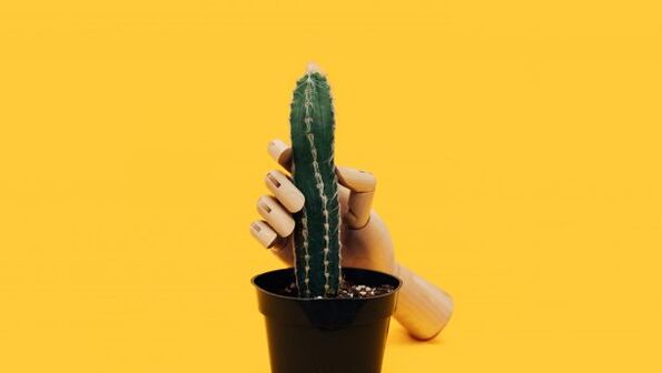 Penis thickness on the example of a cactus